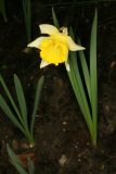Narcissus pseudonarcissus RCP3-07 008.jpg